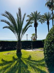 un grupo de palmeras en un parque en Apartamento Torremar Playa, en Benicàssim