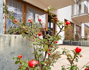 Ogród w obiekcie visit baltic - Rezydencja Sienkiewicza Loft przy plaży
