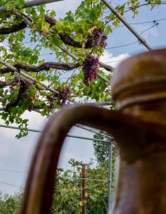 een uitzicht op druiven die aan een boom hangen bij Masseria Trulli Bruni in Locorotondo