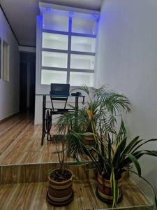 two potted plants in an office with a table at La Alborada Casa boutique in Villavicencio