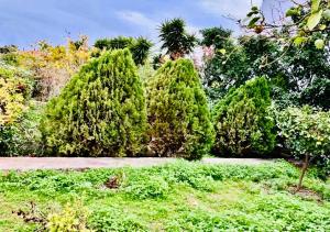eine Gruppe von Bäumen in einem Garten in der Unterkunft Villa Jenny Stylianou in Spetses