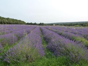 un campo de lavanda en el campo en Prieuré de Grignan, en Grignan