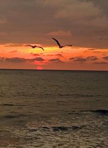zwei Vögel, die bei Sonnenuntergang über dem Meer fliegen in der Unterkunft Cabañas yami in Playa Ladrilleros
