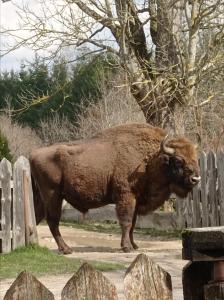 Altri animali domestici presso la casa vacanze o nei dintorni