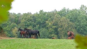 Animaux dans la maison de vacances ou à proximité