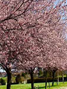 a group of trees in a park with pink flowers at Zuhäusl am Chiemsee Appartements in Breitbrunn am Chiemsee