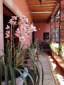 a room with a bunch of plants in a house at La Casa B & B in Pátzcuaro