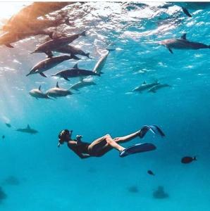 een vrouw die in het water zwemt met een kudde dolfijnen bij Hurghada Tours in Hurghada