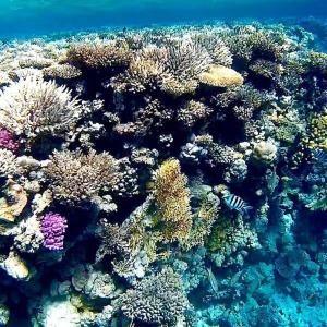 un arrecife de coral con un montón de peces en él en Hurghada Tours en Hurghada
