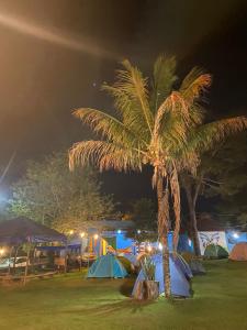 a palm tree next to tents at night at Hostel e Camping Jardim da Mata in Chapada dos Guimarães