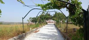 a walkway with a row of trees in a field at “Casa abella “ in Monterrei