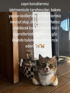 un gato sentado en el suelo junto a un trofeo en Ede Apart Otel, en Geyikli