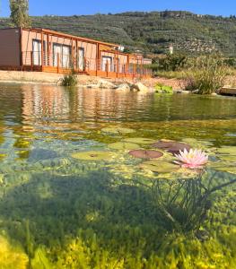 a pink flower in the water with a building in the background at Val di Venere Glamp House in Santa Maria in Stelle
