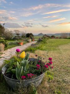 a flower pot filled with flowers in a field at Hotel Su Nuraxi in Barùmini