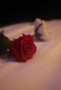 a red rose sitting on top of a white cake at Lunic1926 in Manhay