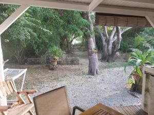 an outside view of a yard with a tree at Le grand palm gîte filao in Les Basses