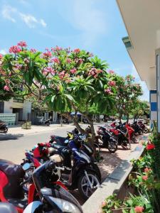 a row of motorcycles parked next to trees with pink flowers at Khách Sạn Hải Long Đảo Phú Quý in Cu Lao Thu +51 photos