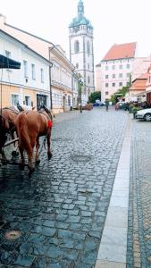 Fotografie z fotogalerie ubytování LEV I SOVA v Mělníku