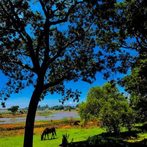 koń pasący się na polu obok drzewa w obiekcie Cabaña Las Moras w mieście San Javier