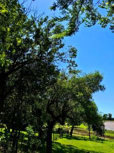 サン・ハビエルにあるCabaña Las Morasの川の脇の畑の木々
