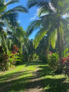 a path through a garden with palm trees at Finca La Paz in Puerto Viejo