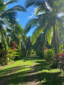 un camino a través de un jardín con palmeras en Finca La Paz, en Puerto Viejo