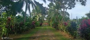 Zahrada ubytování FINCA La PAZ - Sarapiqui