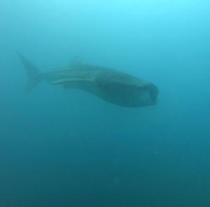 a whale shark swimming in the water at Hotel Las Hamacas in Santa Catalina