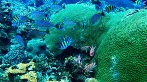 a group of fish on a coral reef at Phi Phi Relax Beach Resort in Phi Phi Islands