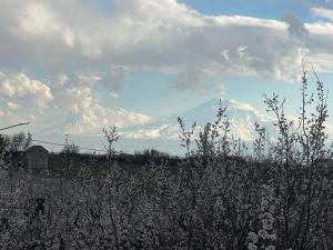 a field of flowers with a mountain in the background at Ruz & Arian in Pʼarakʼar