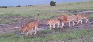 a group of lions walking in a field at D-TURA Guest House in Sekenani