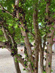 un arbre avec beaucoup de fruits sur les branches dans l'établissement 拇指園民宿, à Guanxi