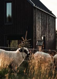 grupa owiec stojących przed stodołą w obiekcie Owczarnia Tatry w Bukowinie Tatrzańskiej