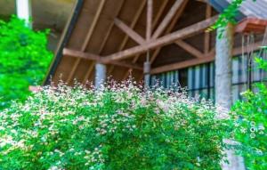 Zahrada ubytování Passi Nature Villas Passikudah