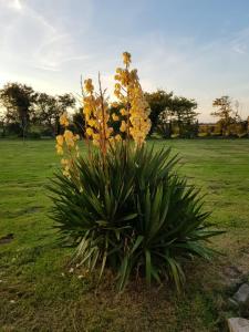 LA FERME DE NEHOU外面的花园