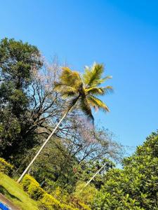 una palmera en medio de algunos árboles en Kothmale Holiday Resort en Gampola