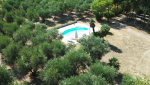 einen Blick über einen Pool in einem Garten mit Bäumen in der Unterkunft Agriturismo Tenuta Feraudo in Labonia