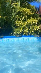 una piscina de agua azul con plantas verdes en Bugambilia glamping en Ica