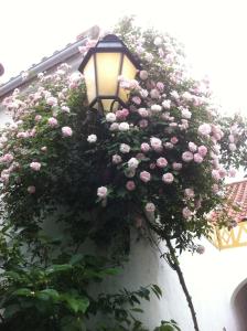 um cesto pendurado de rosas cor-de-rosa numa luz de rua em Patio das Flores em Ferreira do Alentejo