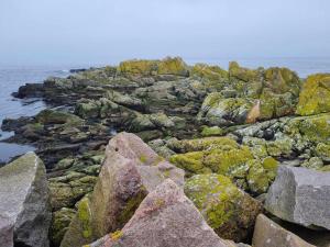 a group of rocks with green algae on the ocean at Rummeligt byhus i Allinge med værelse i stueplan og havkig in Allinge