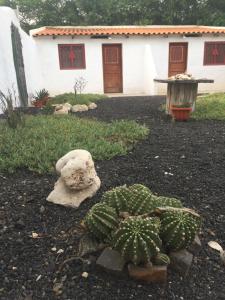 a cactus in a yard next to a house at Villa Morabeza Guest House in Mindelo