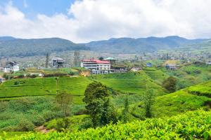 a village in the middle of a green field at Woodnest Sithula Garden Resort in Nuwara Eliya