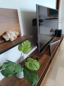 una planta en un estante de madera junto a un espejo en Forever Blue, en Salamina
