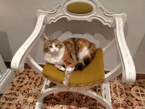 een kat op een stoel bij SERENDIPITY B&b in Fabriano