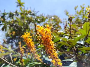 Flor e Luz Chalés外面的花园