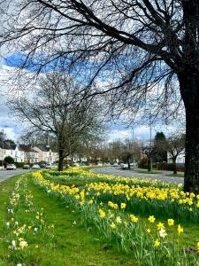 a field of daffodils on the side of a road at Glasgow Modern style home , separate entrance in Knightswood