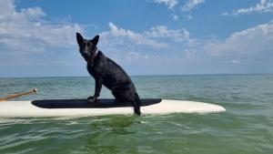 un chien noir debout sur une planche de surf dans l'océan dans l'établissement Villa Isabelita, piscina privada y salida a playa, à Tavernes de Valldigna