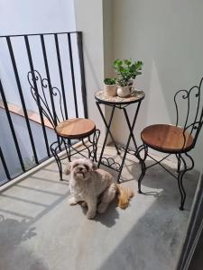 Huisdier of huisdieren van gasten bij La Casa de Benito