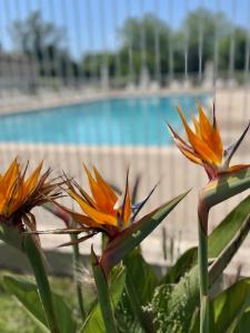 Bazén v ubytovaní Studio 14 - LES SUITES DE ROBINSON - Résidence avec piscine en bord de Siagne, à Mandelieu-La-Napoule alebo v jeho blízkosti