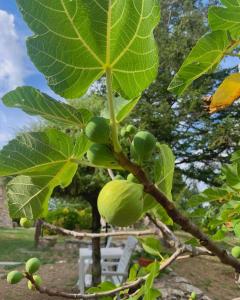 un montón de frutas verdes en un árbol en Borgo Petraio, en Montieri